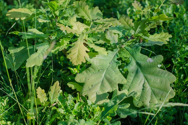 Jeune Chêne Pousse Dans Herbe — Photo