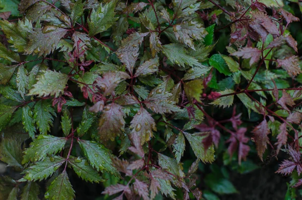 Herbe Ornementale Dans Jardin Après Pluie — Photo