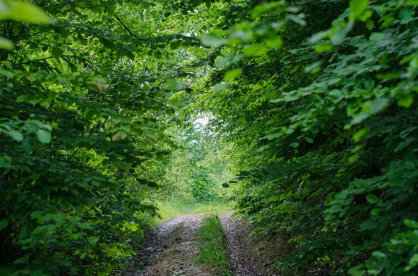 Orman yolu ışığa gidiyor.