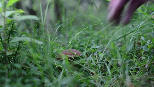 在树林里发现了一个蘑菇 — 图库视频影像