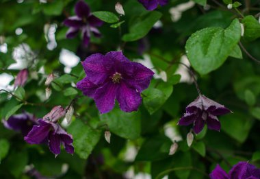 Güzel, lüks, genç bitki klemati.