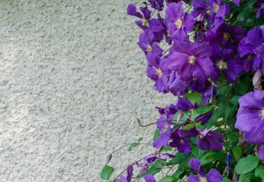 Güzel, lüks, genç bitki, klematis çiçekleri.