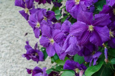 Güzel, lüks, genç bitki, klematis çiçekleri.