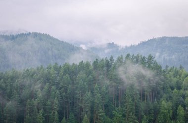 Güzel yeşil orman dağları sisli