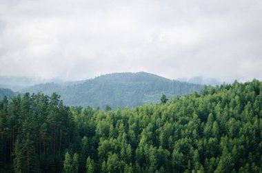 Güzel yeşil orman dağları sisli