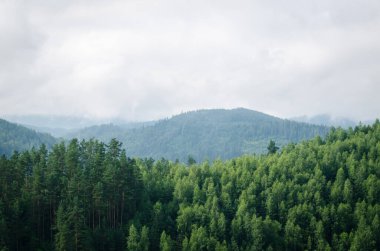 Güzel yeşil orman dağları sisli