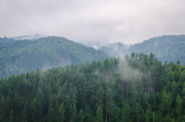 Bella Foresta Verde Montagne Con Nebbia Immagini Stock Royalty Free