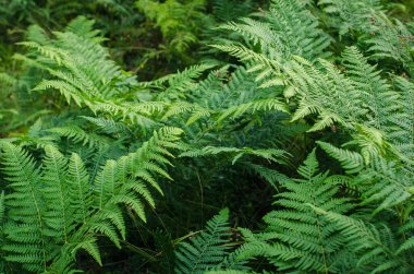 Eğreltiotlarıyla yeşil, taze bir arka plan