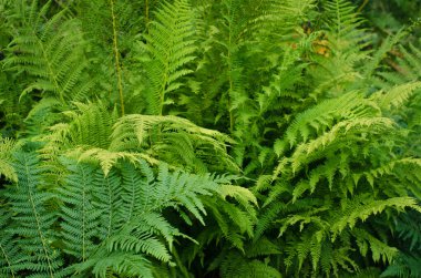 Eğreltiotlarıyla yeşil, taze bir arka plan