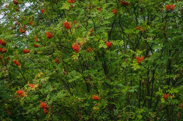 Blooms Fresh Beautiful Viburnum Woods — Stock Photo, Image