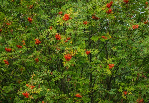 森の中で新鮮な美しいビブラムを咲かせます — ストック写真