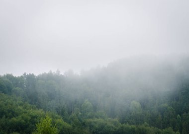 Güzel yeşil orman dağları sisli