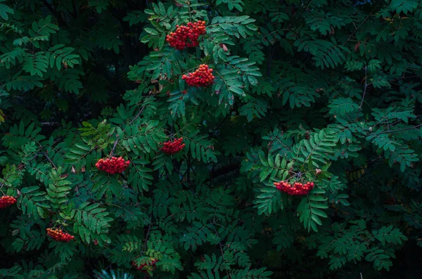 Kvete Čerstvé Krásné Viburnum Lese — Stock fotografie