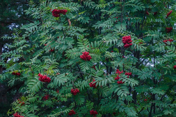 Blommar Frisk Vacker Viburnum Skogen — Stockfoto