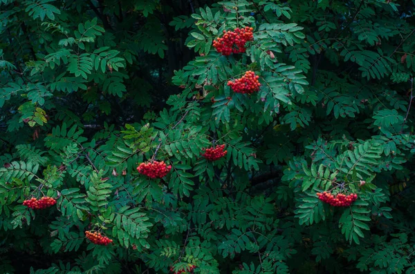 Цветет Свежий Красивый Viburnum Лесу — стоковое фото