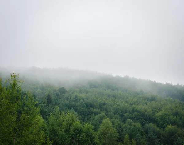Bella Foresta Verde Montagne Con Nebbia Foto Stock