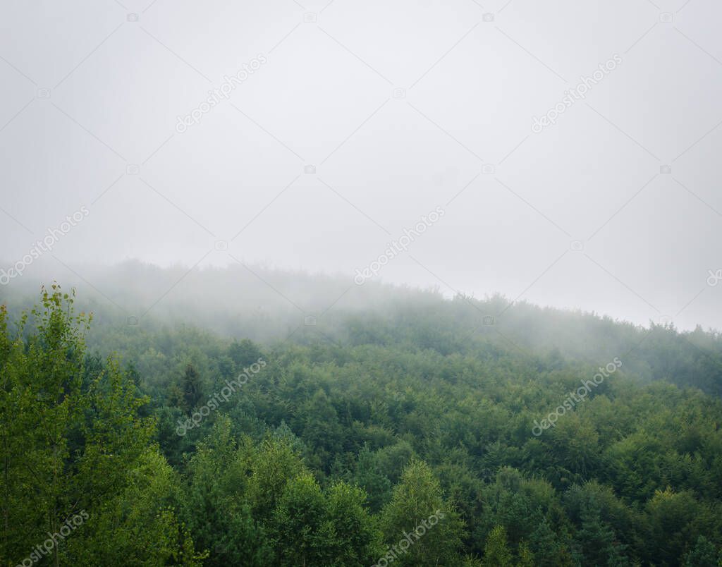 Beautiful green  forest mountains wiht fog