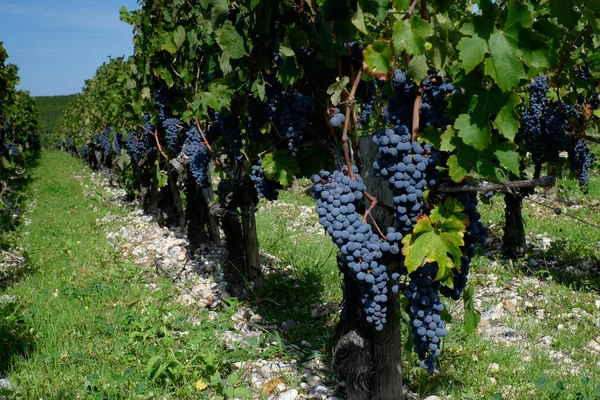 Vineyard Cabernet Sauvignon Grapes Pauillac Bordeaux France — Stock Photo, Image