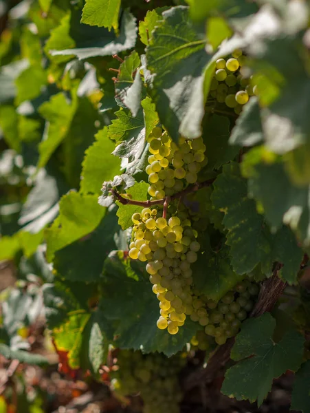 Chardonnay Grapes Vineyard Champagne France — Stock Photo, Image