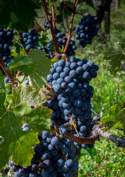 Bunch Cabernet Sauvignon Grapes Bordeaux France — Stock Photo, Image