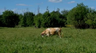 Güneşli bir günde çayırda otlayan bir inek.