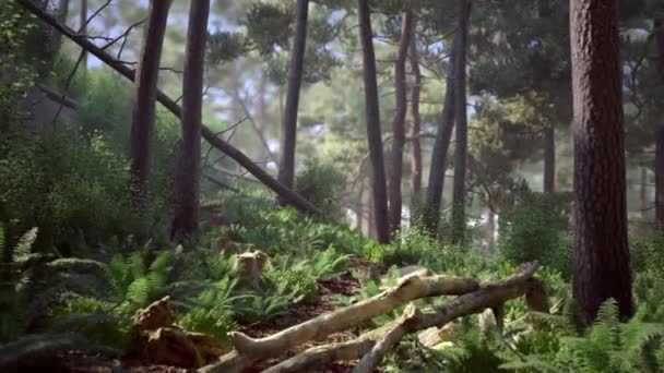 Path Forest Vídeo Gráfico Movimento Que Apresenta Uma Paisagem Deslumbrante — Vídeo de Stock