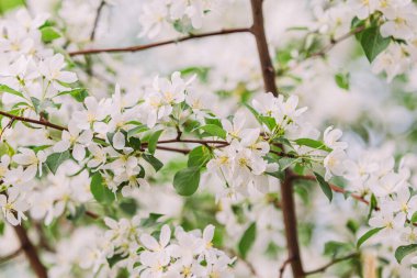 Kiraz çiçeği sakura. Elma ağacı. Güzel çiçekler. Tokyo, Japonya 'da.