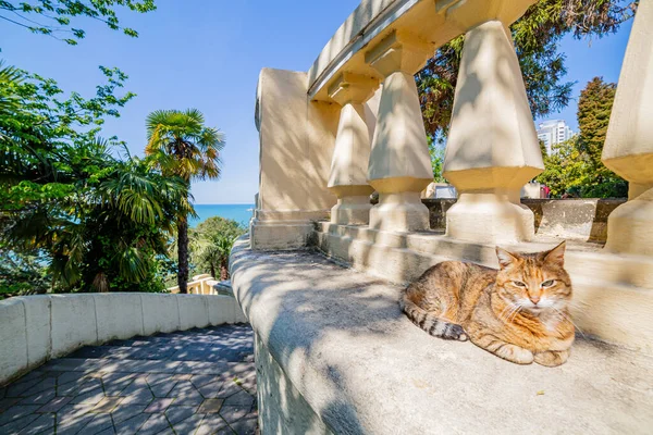 Kočka Leží Pod Palmami Mramorovém Nábřeží Černého Moře Město Soči — Stock fotografie