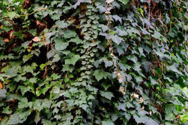 Seradaki güzel çiçekler gibi. Bahar buketi. Güller, açelyalar ve laleler çiçek açar. Çiçekli tarım serası. Bahar manzarası. Kırmızı, sarı, beyaz çiçekler. 