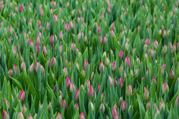 Hermosas Flores Invernadero Ramo Primavera Rosas Azaleas Tulipanes Florecen Invernadero — Foto de Stock