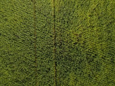 Havadan bakıldığında Vasyugan bataklığı. Dünyanın en büyük bataklığı. Tayga Ormanı. Yağ ve turba yatakları. Tomsk bölgesi, Sibirya, Rusya