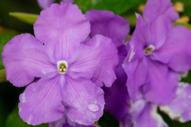 Seradaki güzel çiçekler gibi. Bahar buketi. Güller, açelyalar ve laleler çiçek açar. Çiçekli tarım serası. Bahar manzarası. Kırmızı, sarı, beyaz çiçekler. 