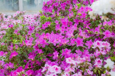 Seradaki güzel çiçekler gibi. Bahar buketi. Güller, açelyalar ve laleler çiçek açar. Çiçekli tarım serası. Bahar manzarası. Kırmızı, sarı, beyaz çiçekler. 