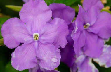 Seradaki güzel çiçekler gibi. Bahar buketi. Güller, açelyalar ve laleler çiçek açar. Çiçekli tarım serası. Bahar manzarası. Kırmızı, sarı, beyaz çiçekler. 