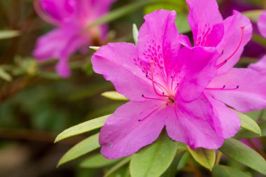 Seradaki güzel çiçekler gibi. Bahar buketi. Güller, açelyalar ve laleler çiçek açar. Çiçekli tarım serası. Bahar manzarası. Kırmızı, sarı, beyaz çiçekler. 