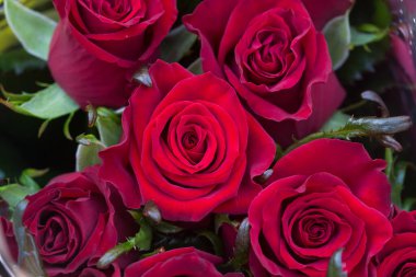 Seradaki güzel çiçekler gibi. Bahar buketi. Güller, açelyalar ve laleler çiçek açar. Çiçekli tarım serası. Bahar manzarası. Kırmızı, sarı, beyaz çiçekler. 