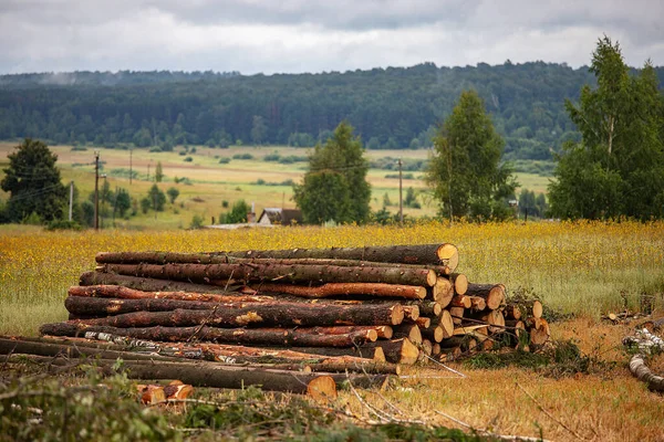Tala Ilegal Árboles Bosque Por Cazadores Furtivos Trayendo Calentamiento Global — Foto de Stock