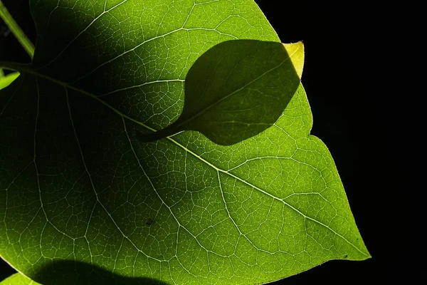 Beautiful Macro Photo Bright Green Leaf Illuminated Bright Light Dark — Stock Photo, Image