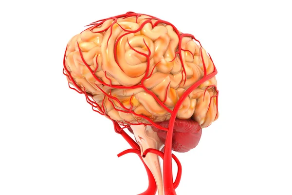 Анатомия Мозга Человека Рендеринг — стоковое фото