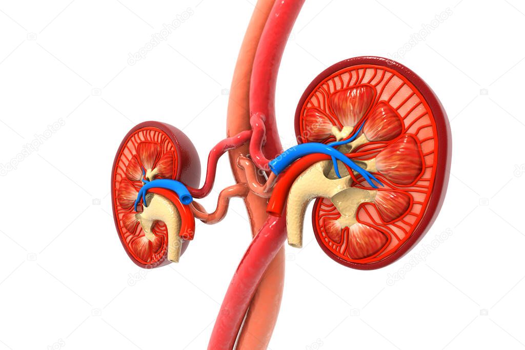 Human kidney cross section. 3d render