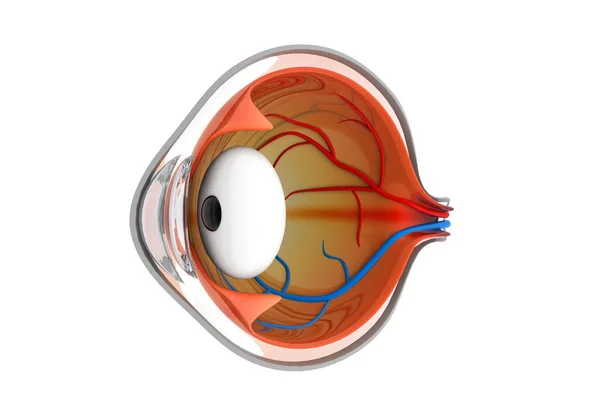 Anatomia Olho Sobre Fundo Branco Ilustração — Fotografia de Stock