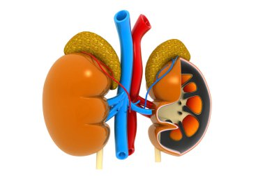 Beyaz arka plan 3D illüstrasyon üzerine böbrek kesiti