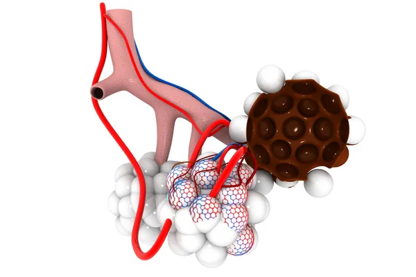 Alveoli Polmoni Sfondo Bianco Illustrazione — Foto Stock