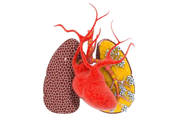 Cuore Umano Polmoni Sfondo Bianco Illustrazione — Foto Stock