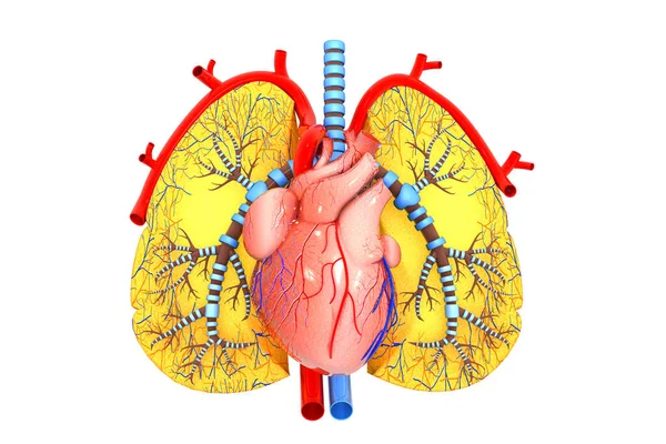 Human Heart Lungs White Background Illustration — Stock Photo, Image