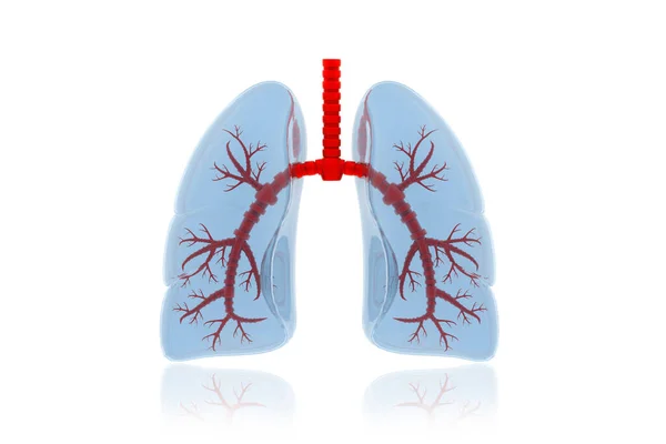 白い背景に人間の肺の解剖図 — ストック写真