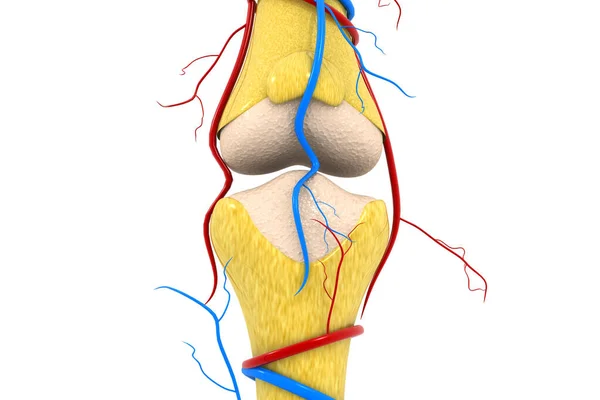 白い背景に人間の膝関節 3Dイラスト — ストック写真
