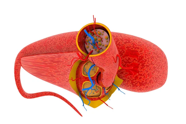 Anatomia Mięśni Białym Tle Ilustracja — Zdjęcie stockowe