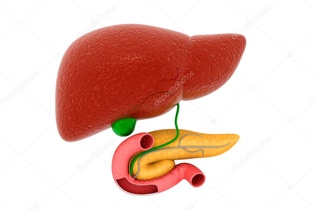 Human digestive system on white background.3d illustration