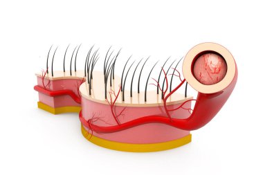 Beyaz arka planda insan derisi anatomisi 3D illüstrasyon 